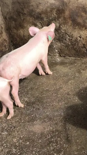 Hybrid Breed (Post- Wearners)