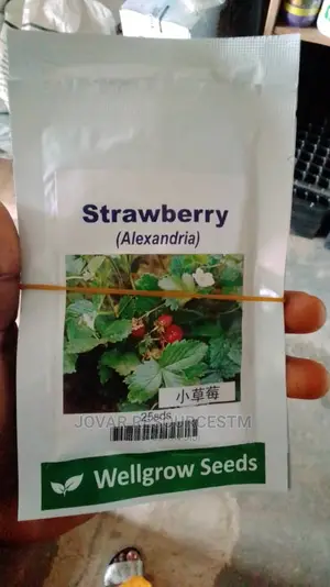 Best Herbs Seeds