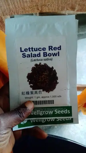 Best Herbs Seeds