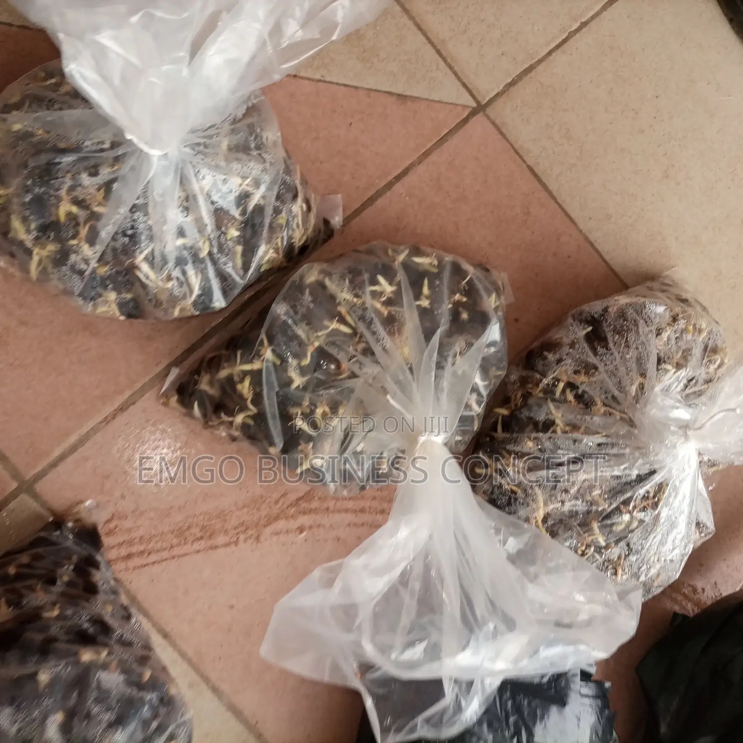 Tenera Nuts (Sprouted)