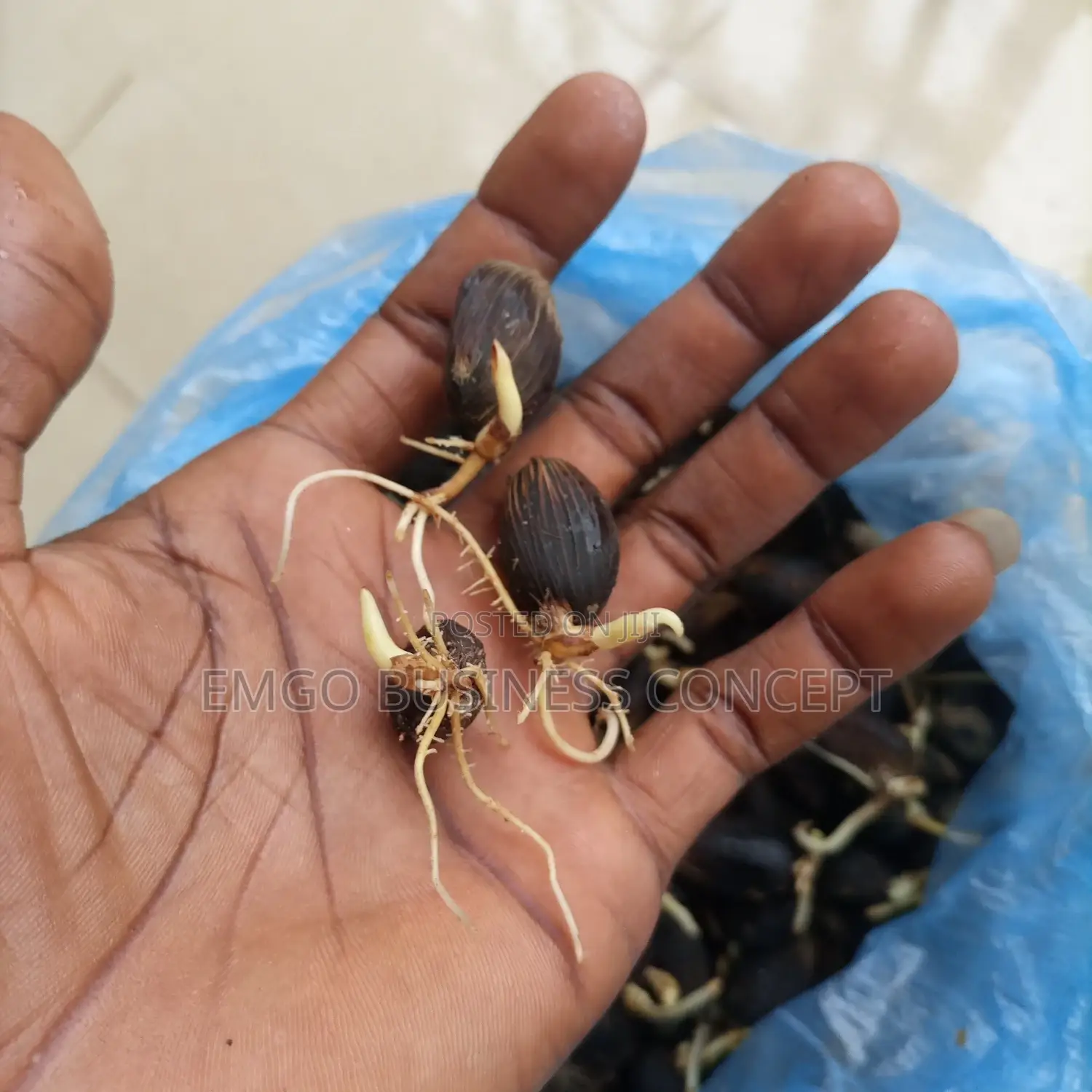 Tenera Nuts (Sprouted)