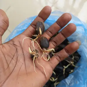 Tenera Nuts (Sprouted)