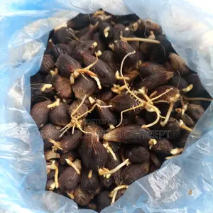 Tenera Nuts (Sprouted)