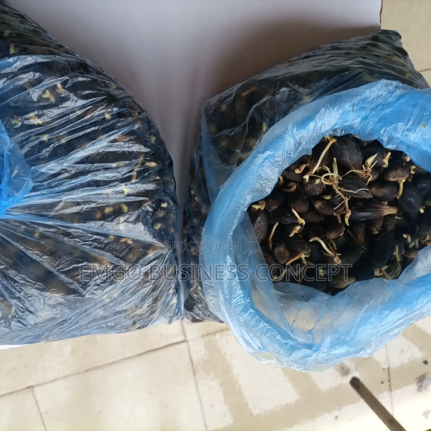 Tenera Nuts (Sprouted)