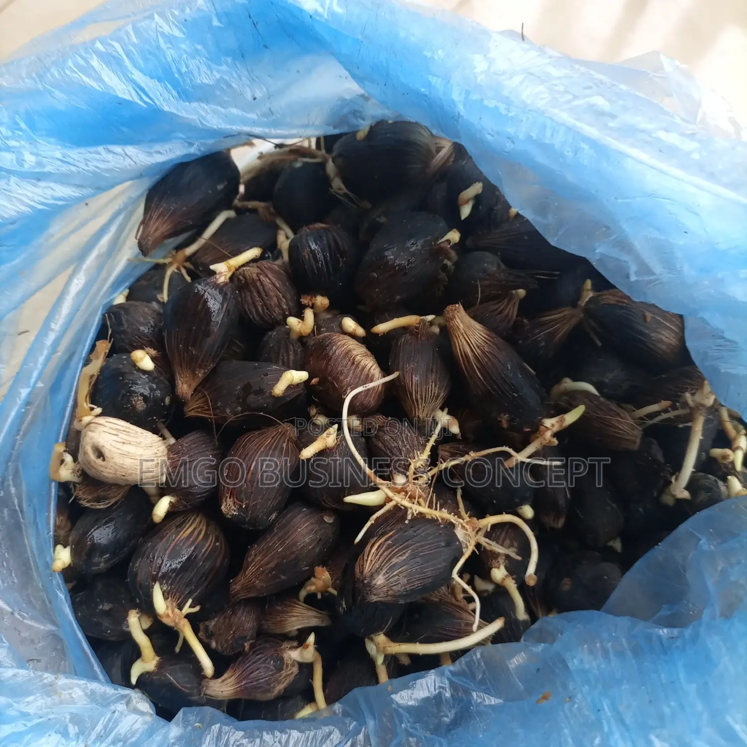 Palm Fruit Sprouted Nuts (Tenera)