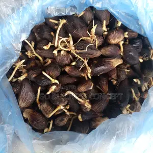 Palm Fruit Sprouted Nuts (Tenera)