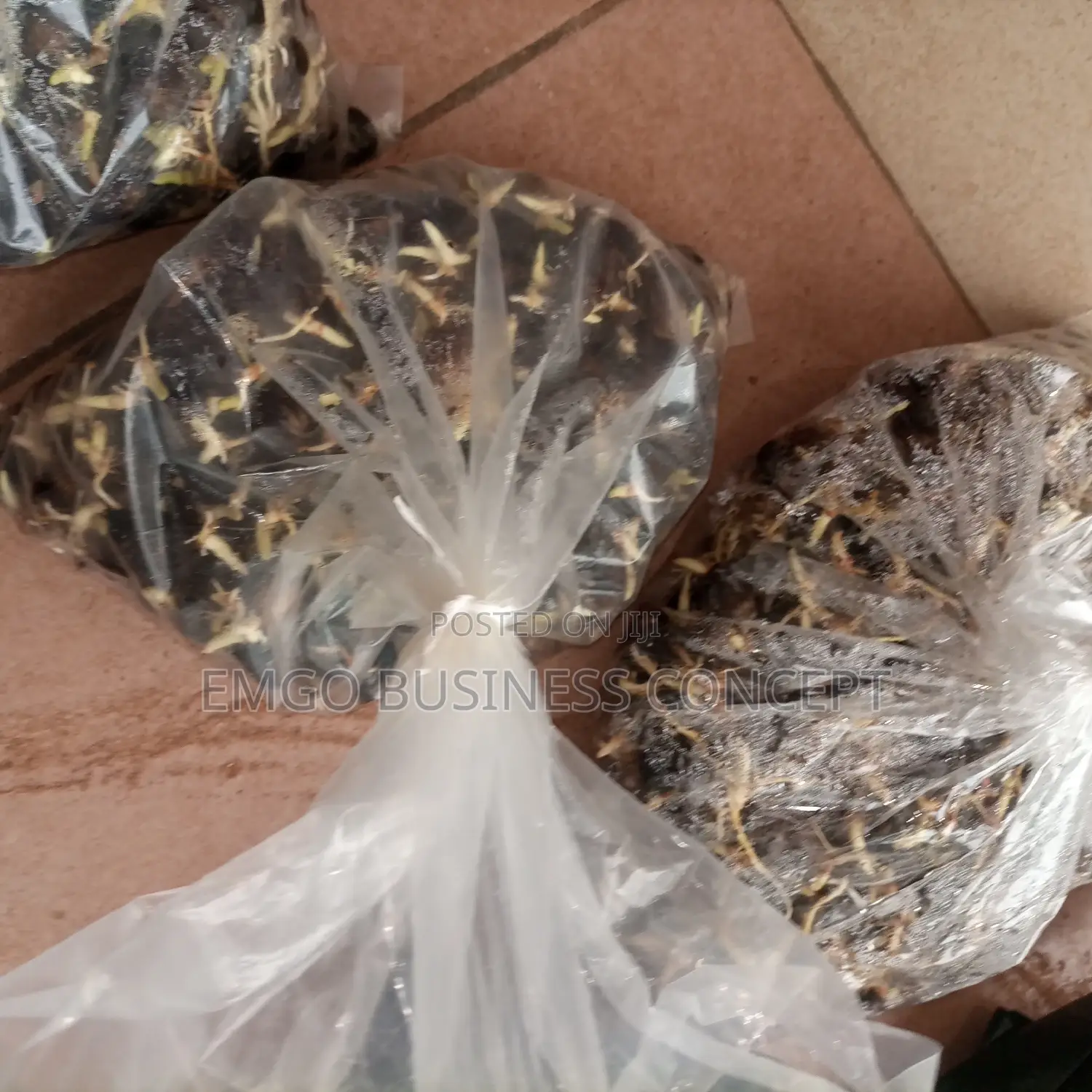 Palm Fruit Sprouted Nuts (Tenera)
