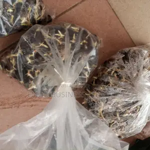 Palm Fruit Sprouted Nuts (Tenera)