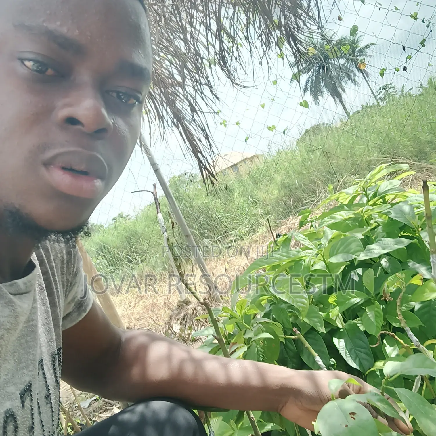 Best Grafted Dwarf Hass Avocado Seedling
