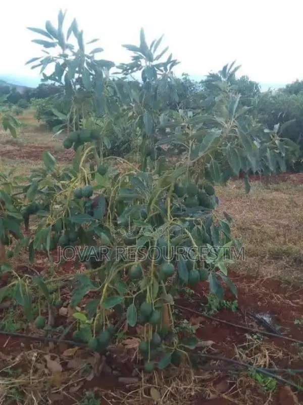 Best Grafted Dwarf Hass Avocado Seedling