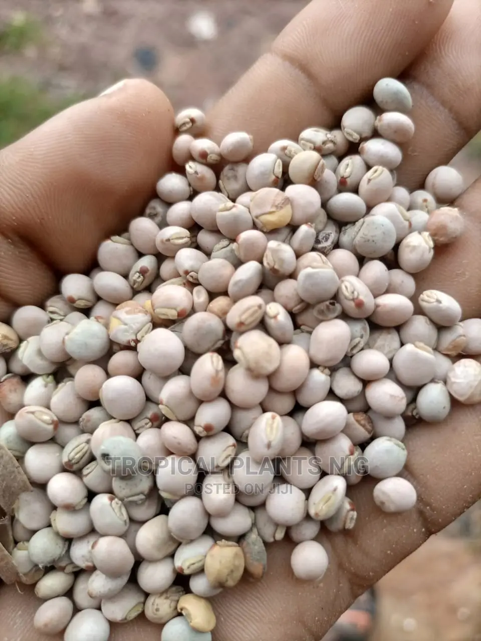 Pigeon Peas