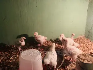 Chicken, Broiler (Always Available)