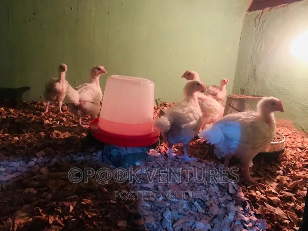 Chicken, Broiler (Always Available)