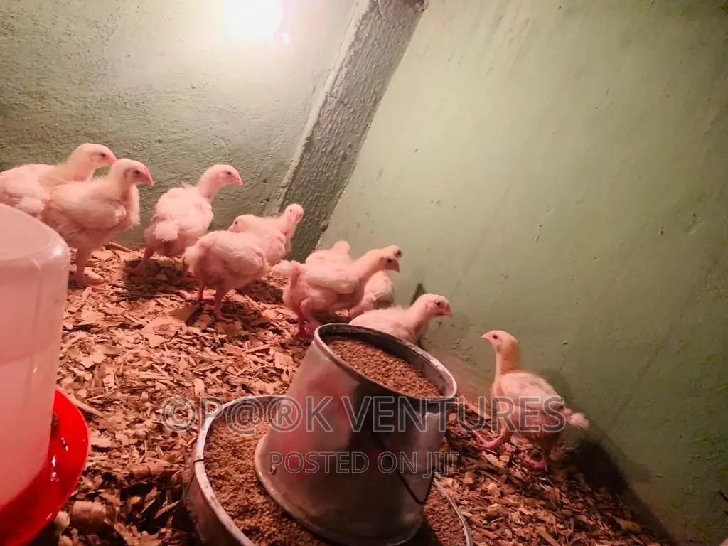 Chicken, Broiler (Always Available)