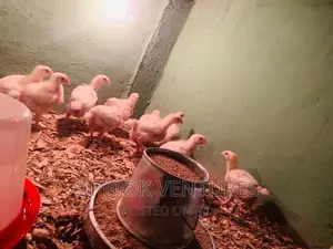 Chicken, Broiler (Always Available)