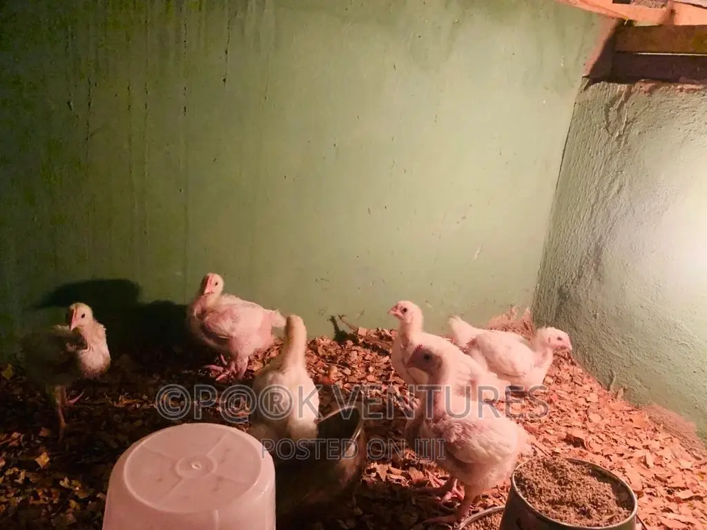 Chicken, Broiler (Always Available)