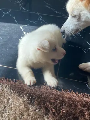 0-1 month Female Purebred American Eskimo