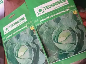 Best Cabbage Seeds of Higher Yield