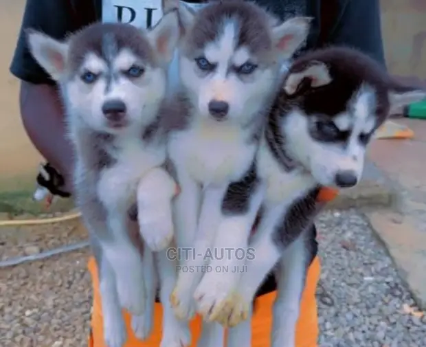 Baby Purebred Siberian Husky Cost 1-3 Months Female Purebred