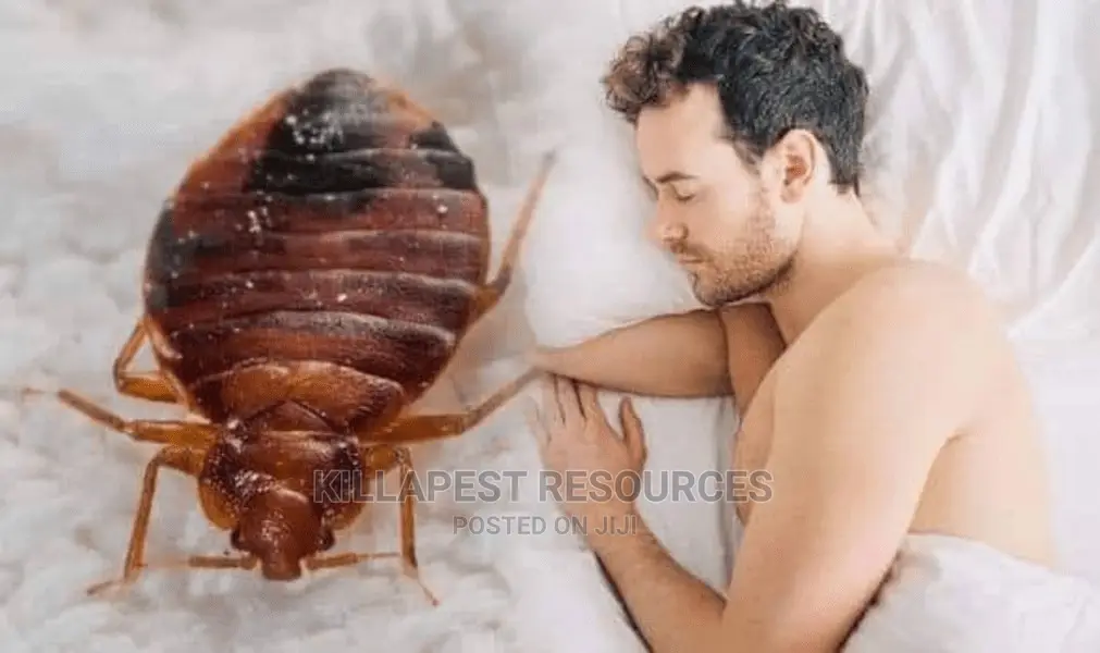 Most Wanted Bed Bug Killer: Top Rated!