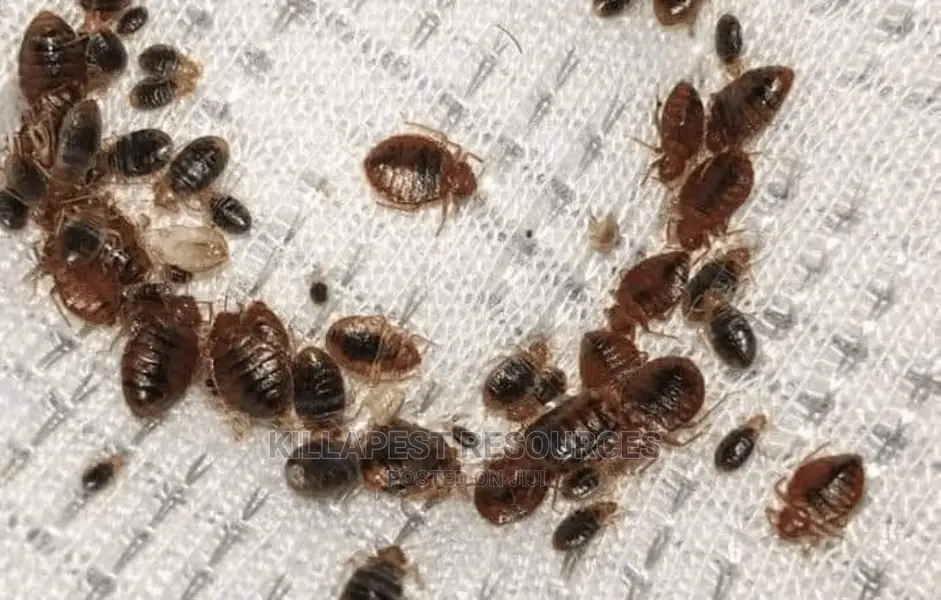 Most Wanted Bed Bug Killer: Top Rated!