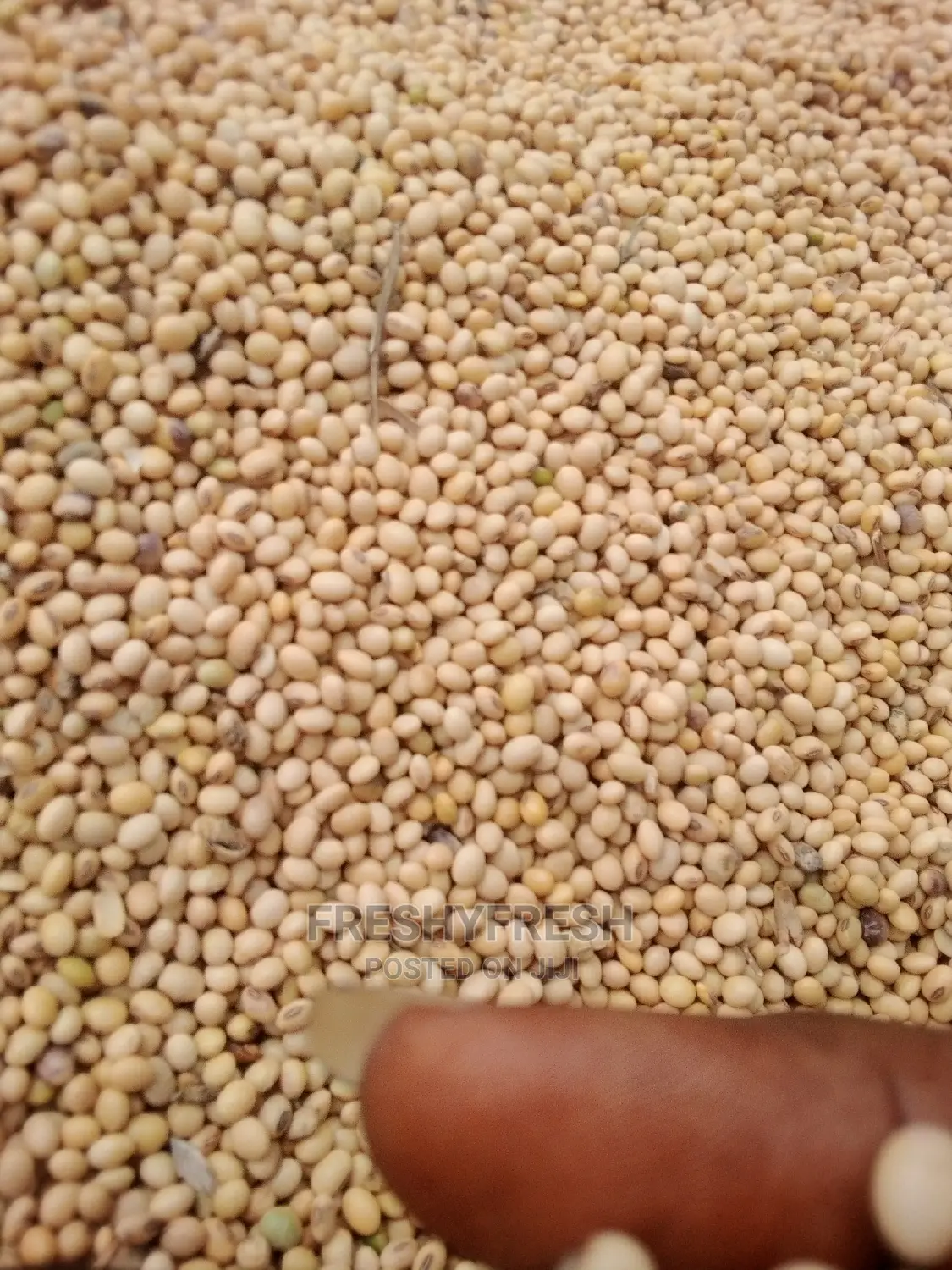 1000 Tons Soybeans for Sale