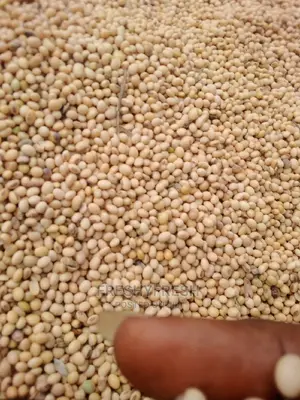 1000 Tons Soybeans for Sale
