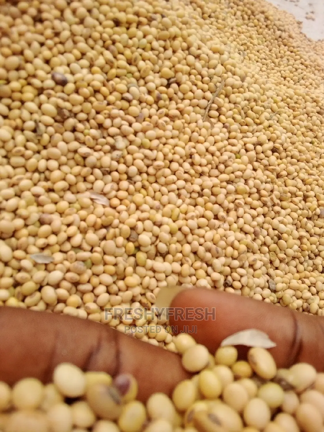 1000 Tons Soybeans for Sale