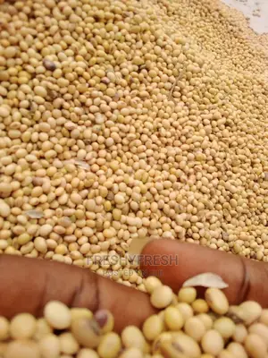 1000 Tons Soybeans for Sale