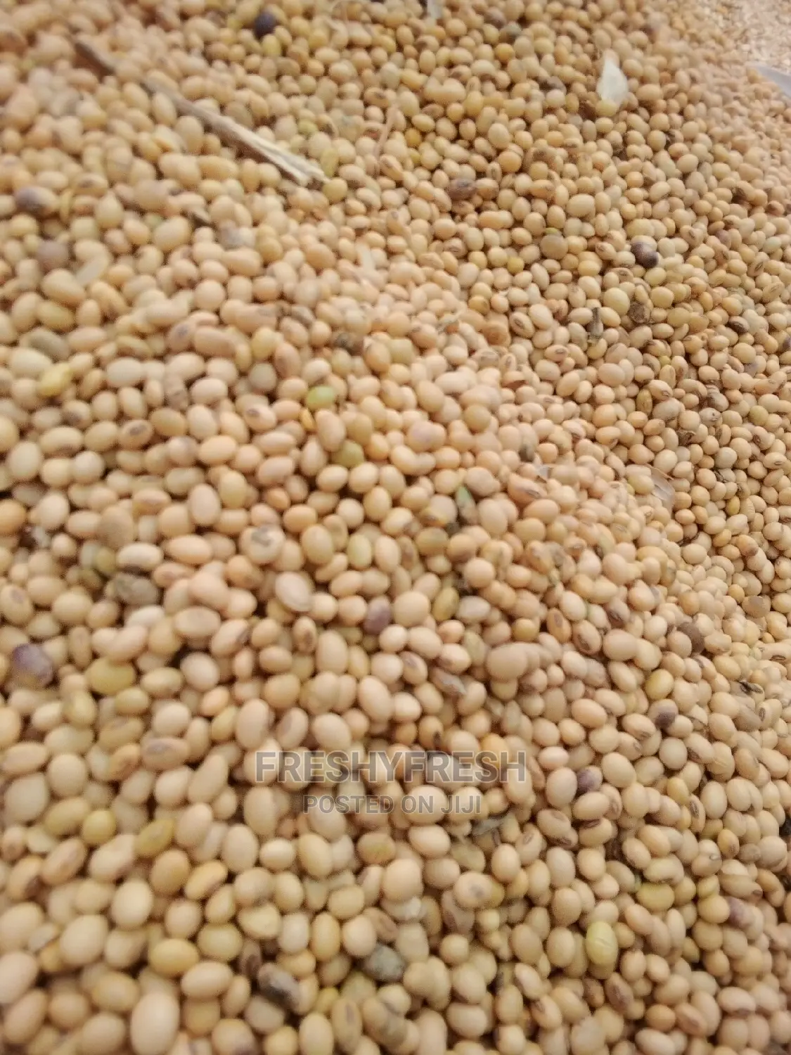 1000 Tons Soybeans for Sale