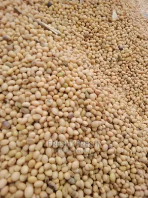 1000 Tons Soybeans for Sale