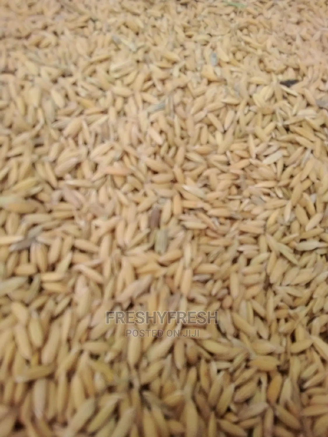 Rice Paddy