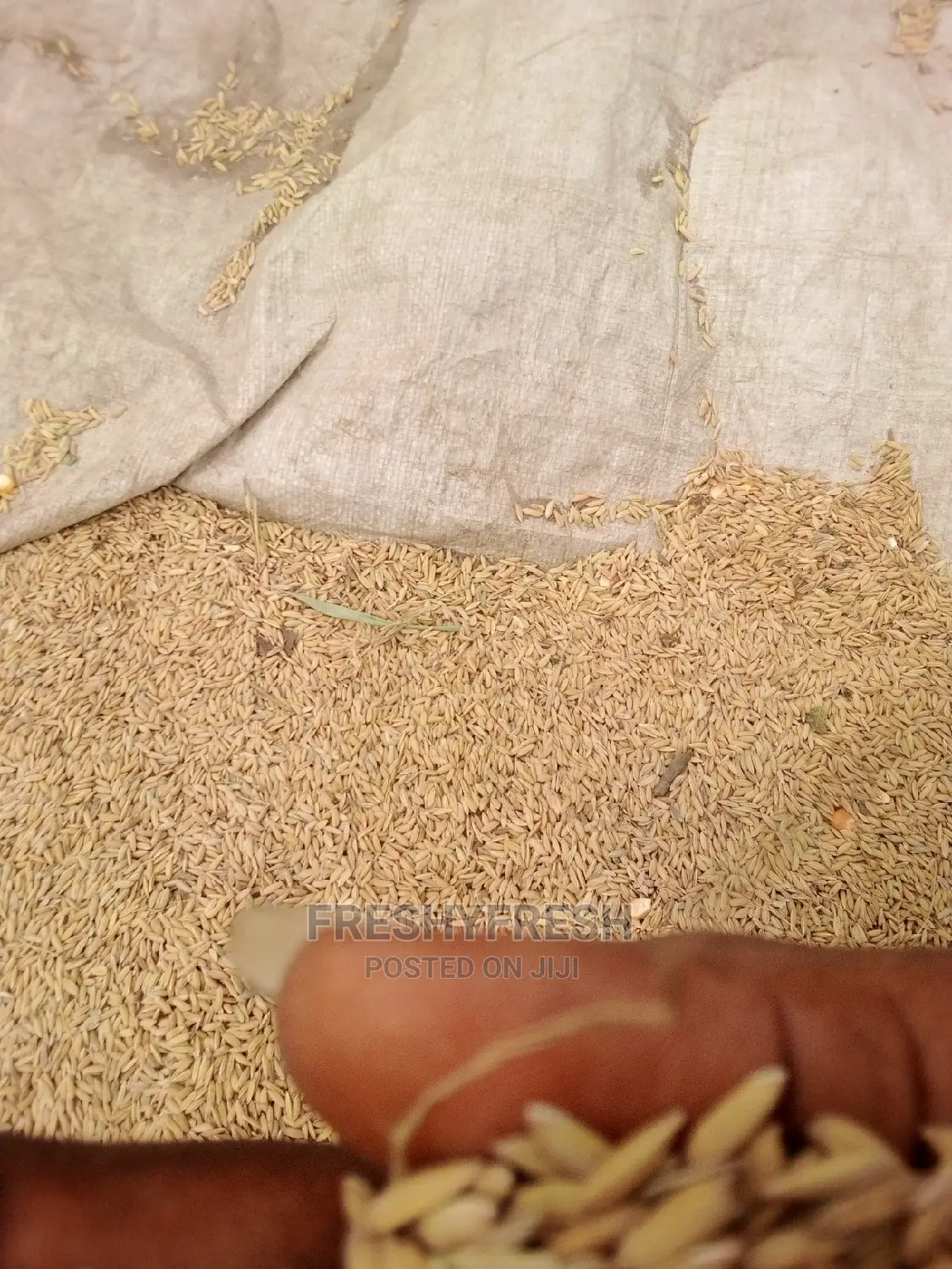 Rice Paddy
