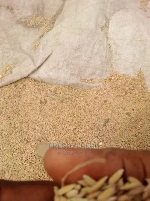 Rice Paddy