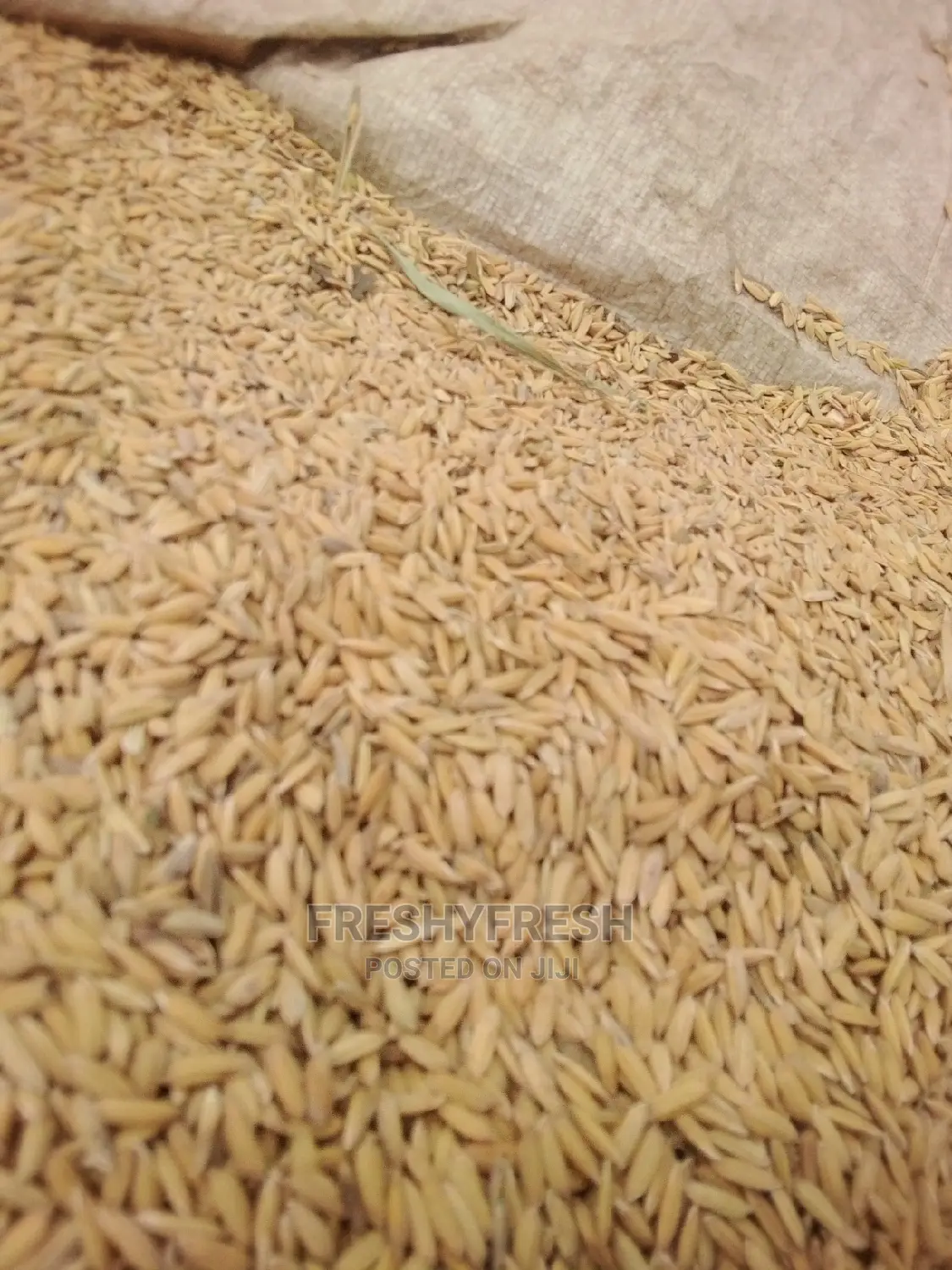 Rice Paddy