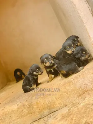 1-3 months Male Purebred Rottweiler