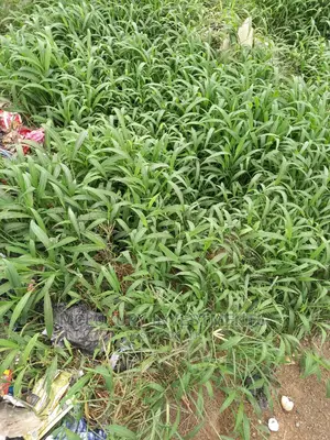 2,350sqm Cornerpiece Plot on Queens Drive, Old Ikoyi, Fed Co