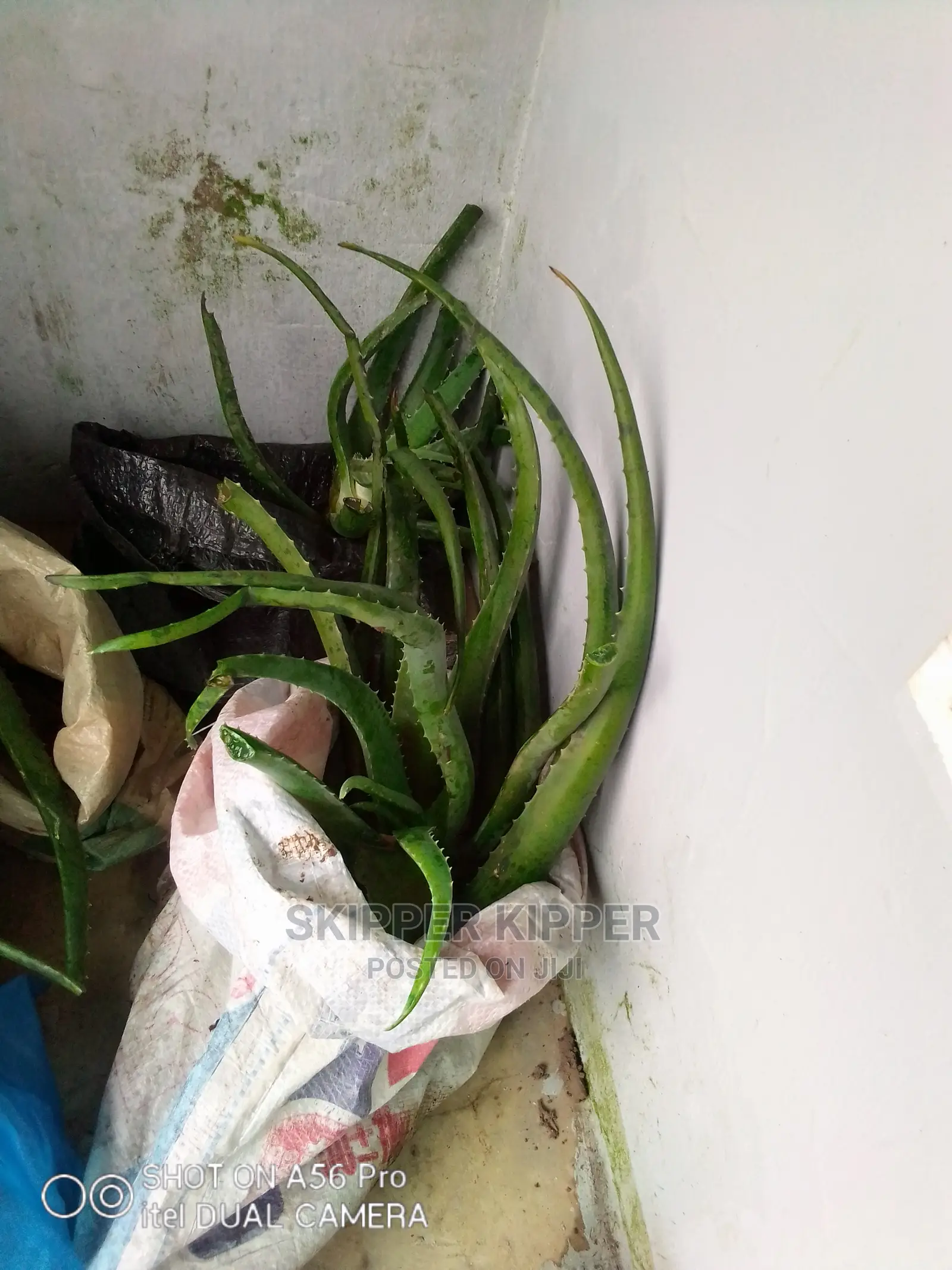 Aloe Vera Seedling