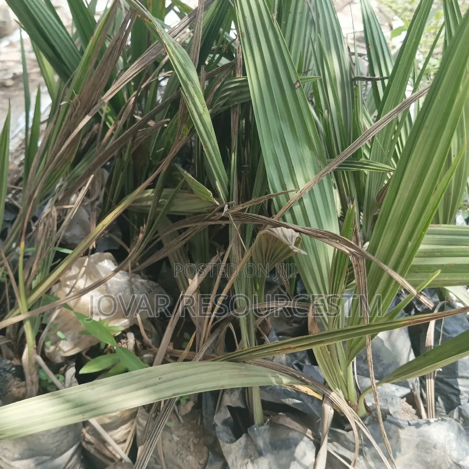 Best Hybrid Dates Palm Seedling