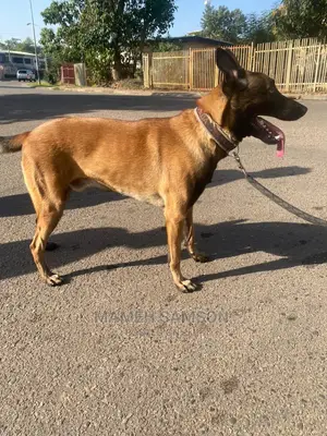 1+ year Male Purebred Belgian Malinois