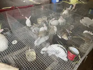 Rabbit Farming