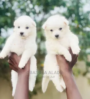 1-3 months Female Purebred American Eskimo