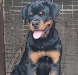 1-3 months Male Purebred Rottweiler for sale - iPhone 🍎plug/ DOGGONE ...