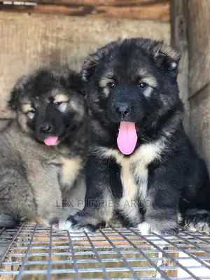 1-3 months Female Purebred Caucasian Shepherd