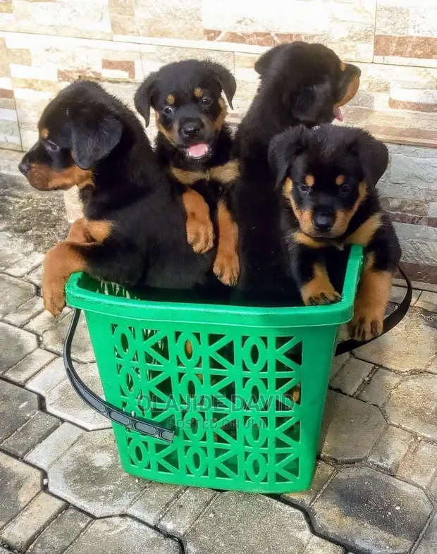South Africa Full Breed Rottweiler For Sale Rhett Mini Rottweiler