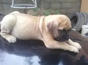 1-3 months Female Purebred Boerboel