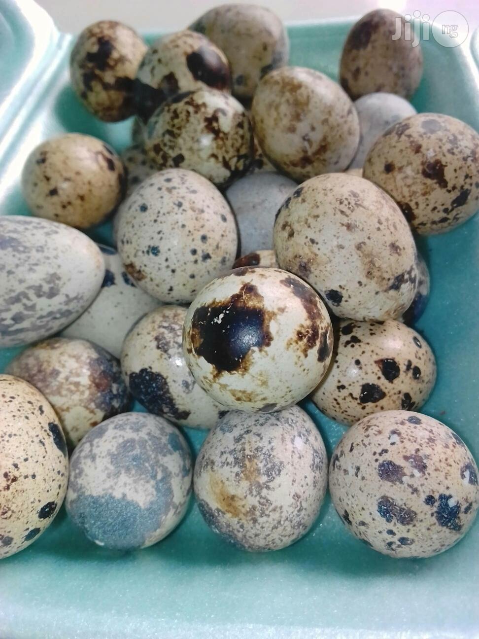 Quail Eggs.