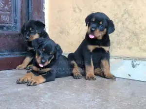 1-3 months Male Purebred Rottweiler
