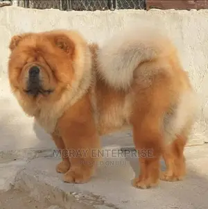 1+ year Female Purebred Chow Chow