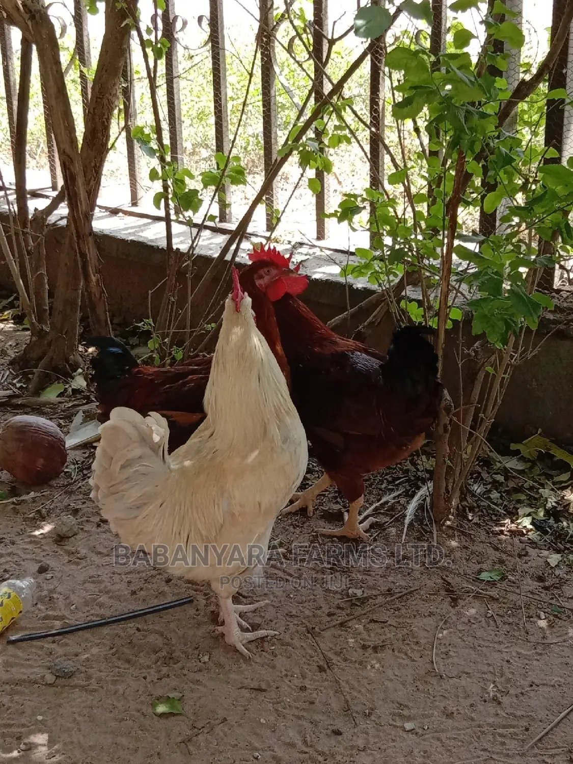 Noiler Chickens